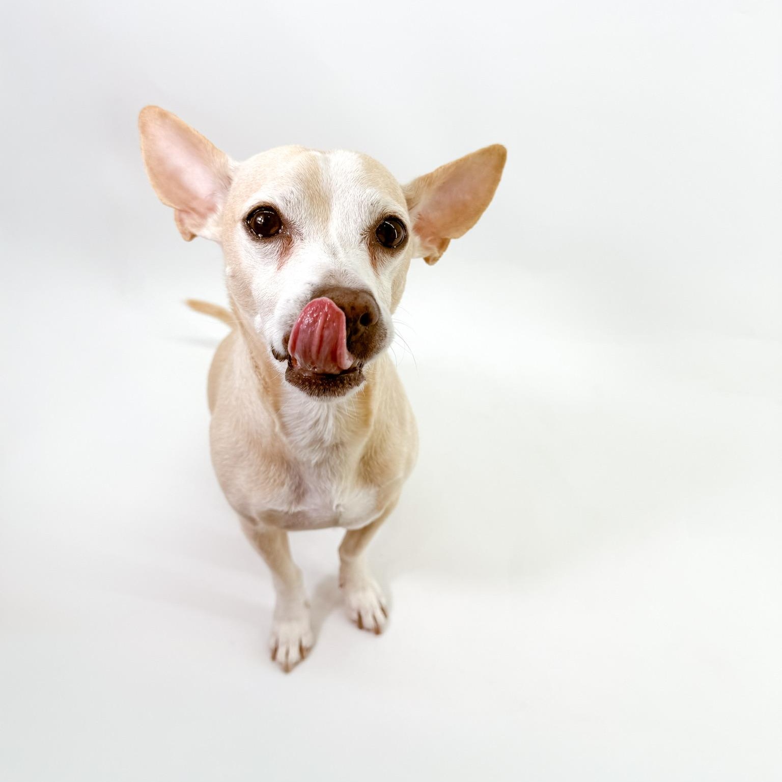 Enlarge Peter, a ADOPTABLE Chihuahua in Scottsdale, AZ image 3/4