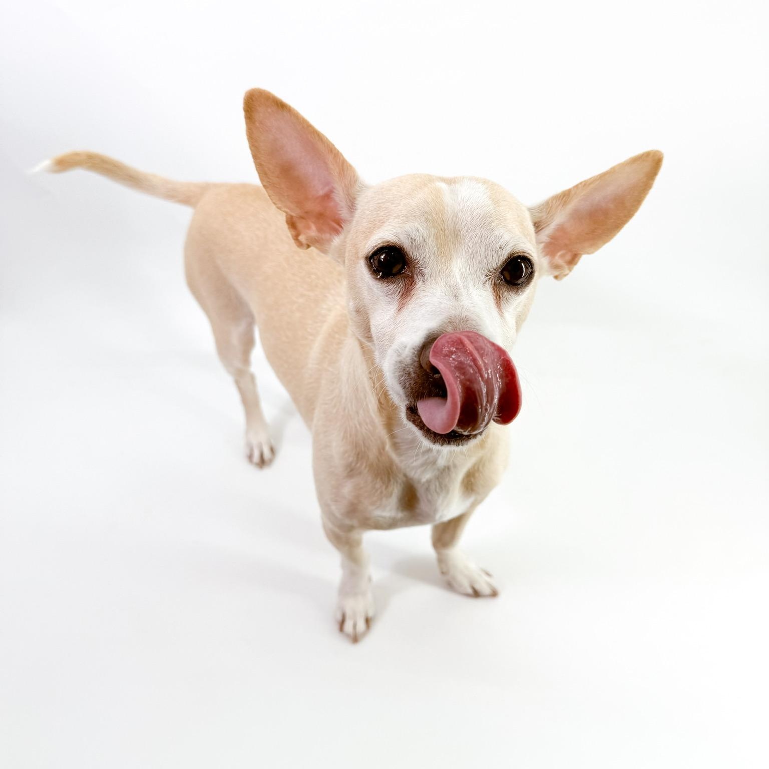 Enlarge Peter, a ADOPTABLE Chihuahua in Scottsdale, AZ image 4/4