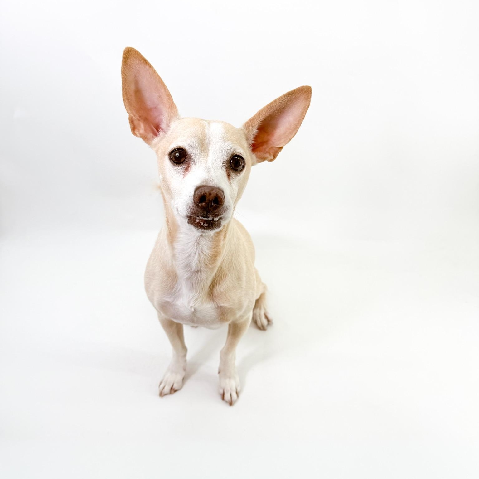 Enlarge Peter, a ADOPTABLE Chihuahua in Scottsdale, AZ image 1/4