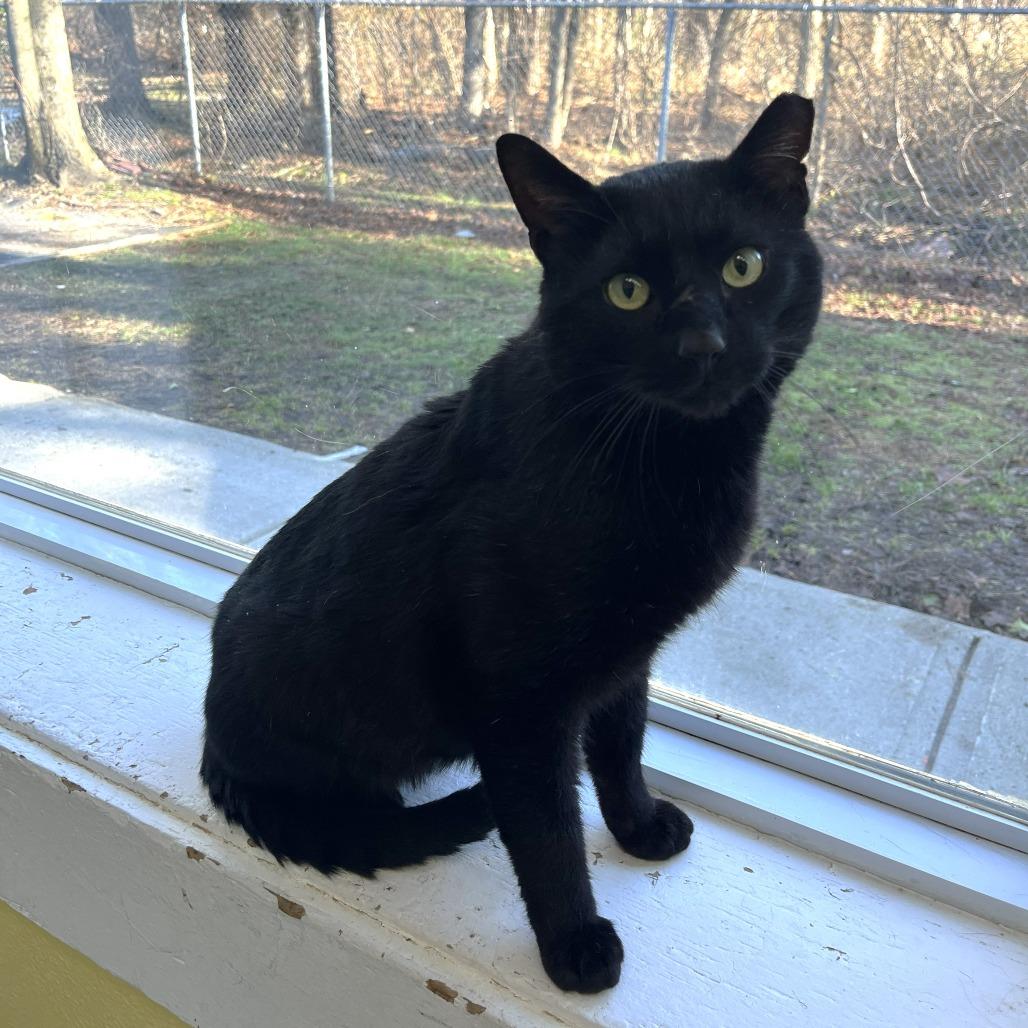 Enlarge Duckwin, a Adoptable Domestic Short Hair in Weimar, CA image 2/4