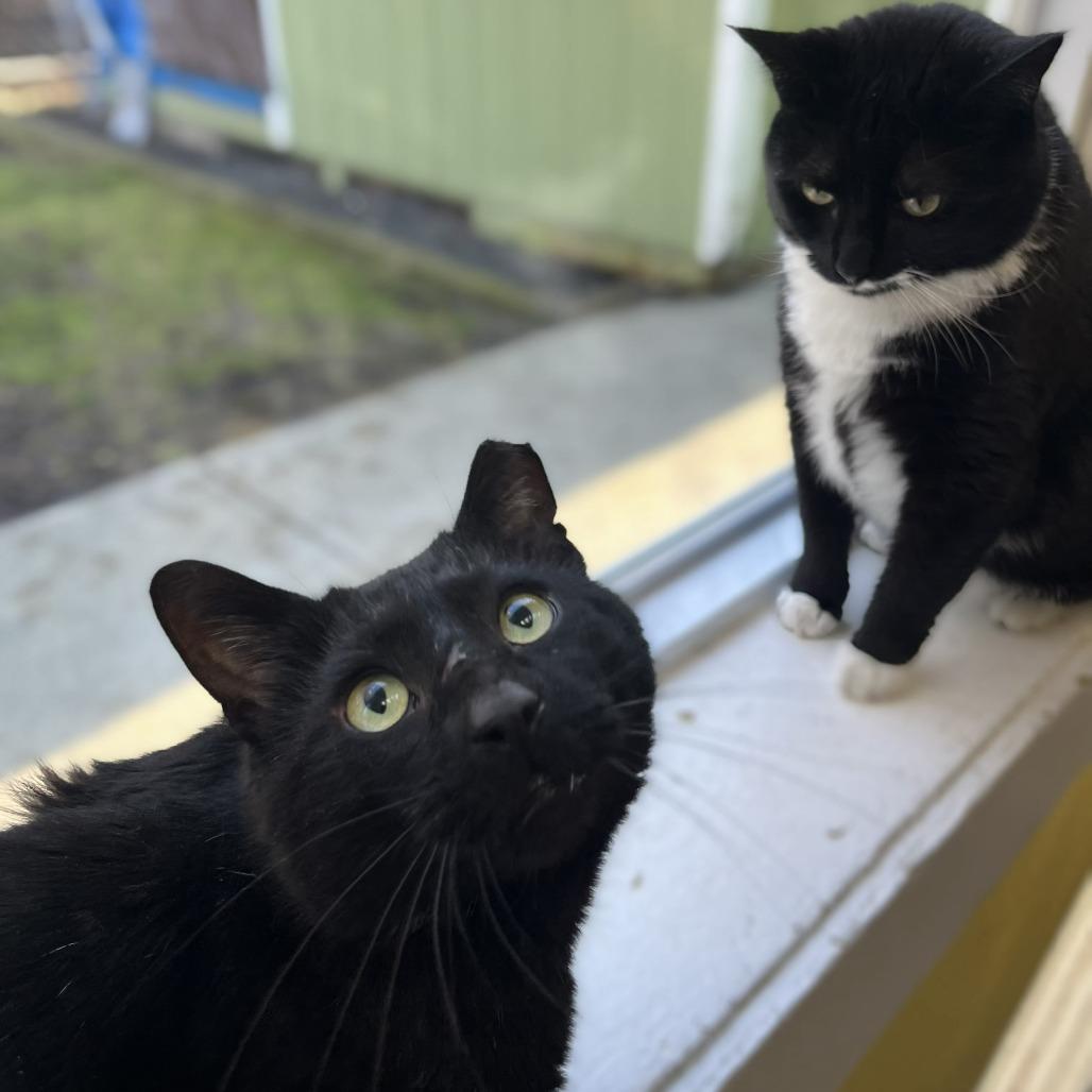 Enlarge Duckwin, a Adoptable Domestic Short Hair in Weimar, CA image 3/4