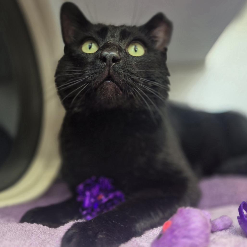 Enlarge Duckwin, a Adoptable Domestic Short Hair in Weimar, CA image 4/4