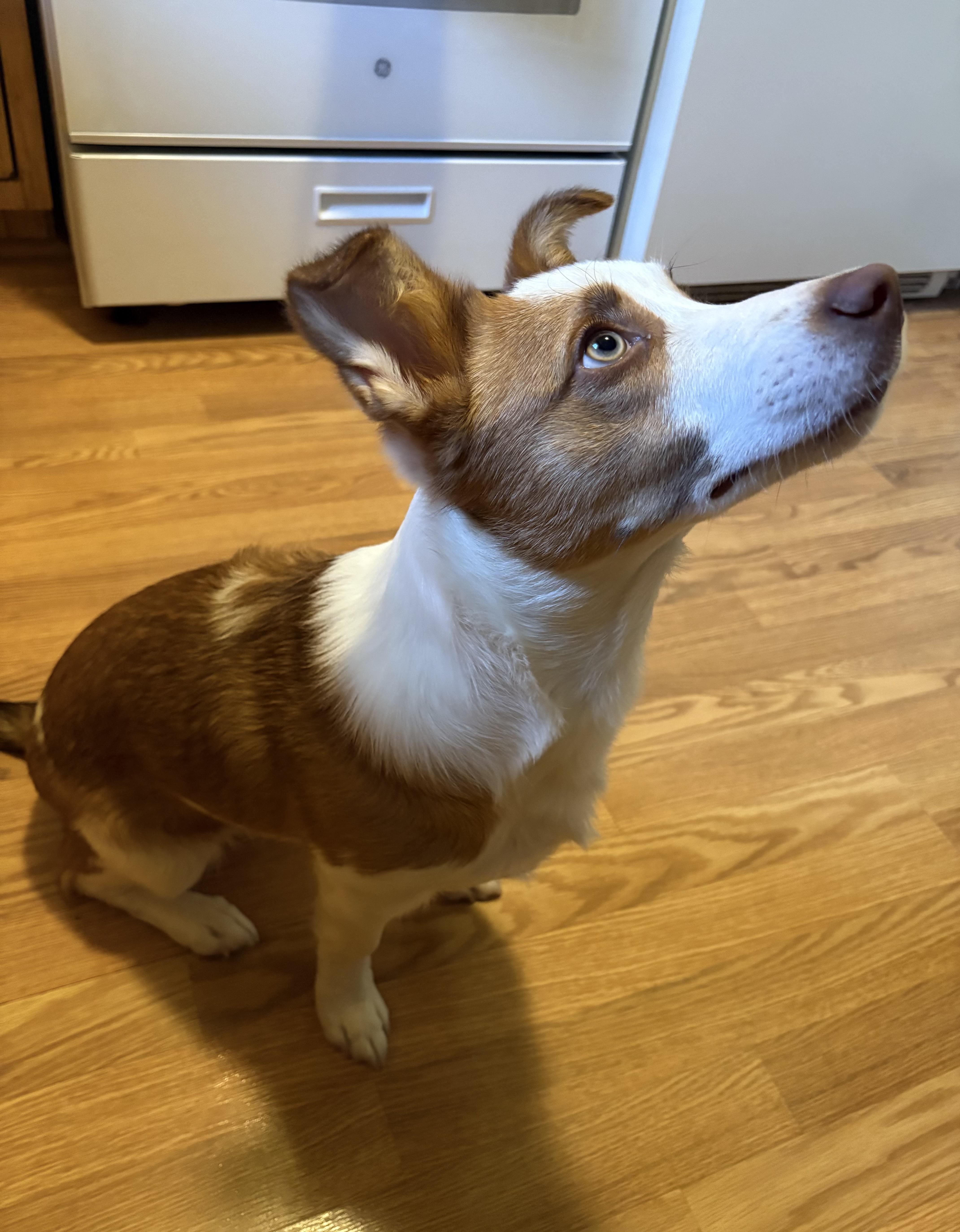 Enlarge Louie , a ADOPTABLE mixed breed in White Lake, MI image 2/6