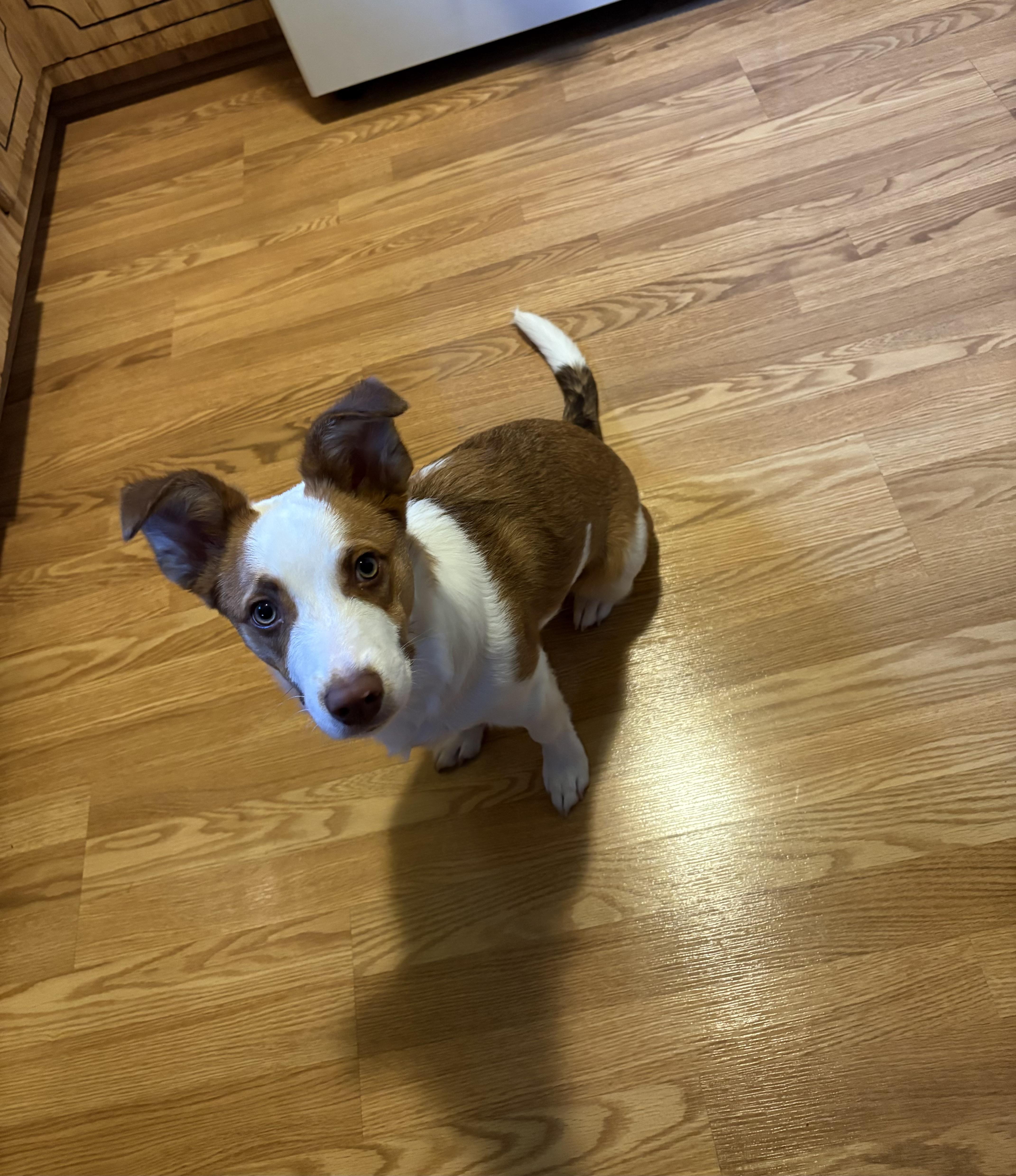 Enlarge Louie , a ADOPTABLE mixed breed in White Lake, MI image 1/6