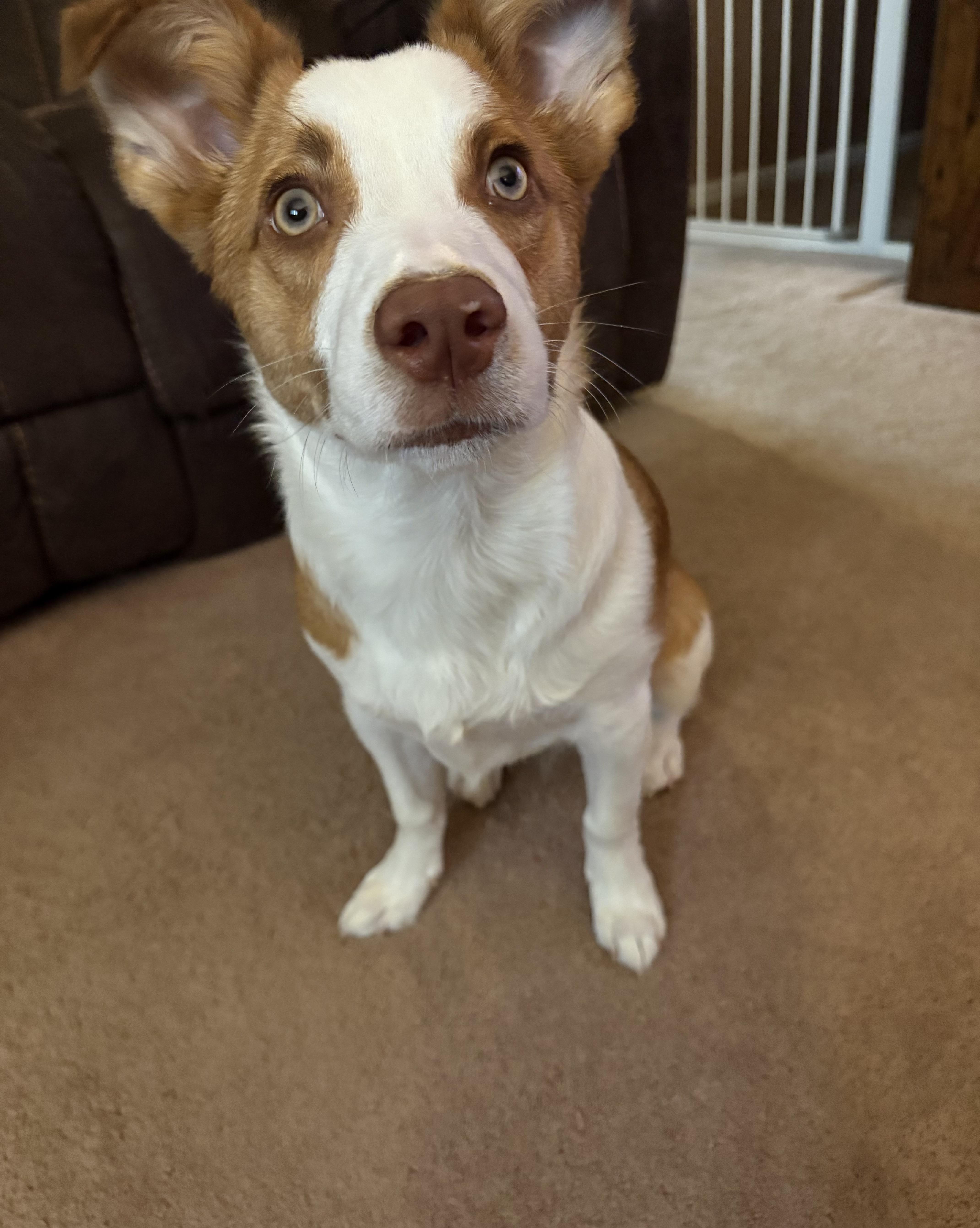 Enlarge Louie , a ADOPTABLE mixed breed in White Lake, MI image 3/6