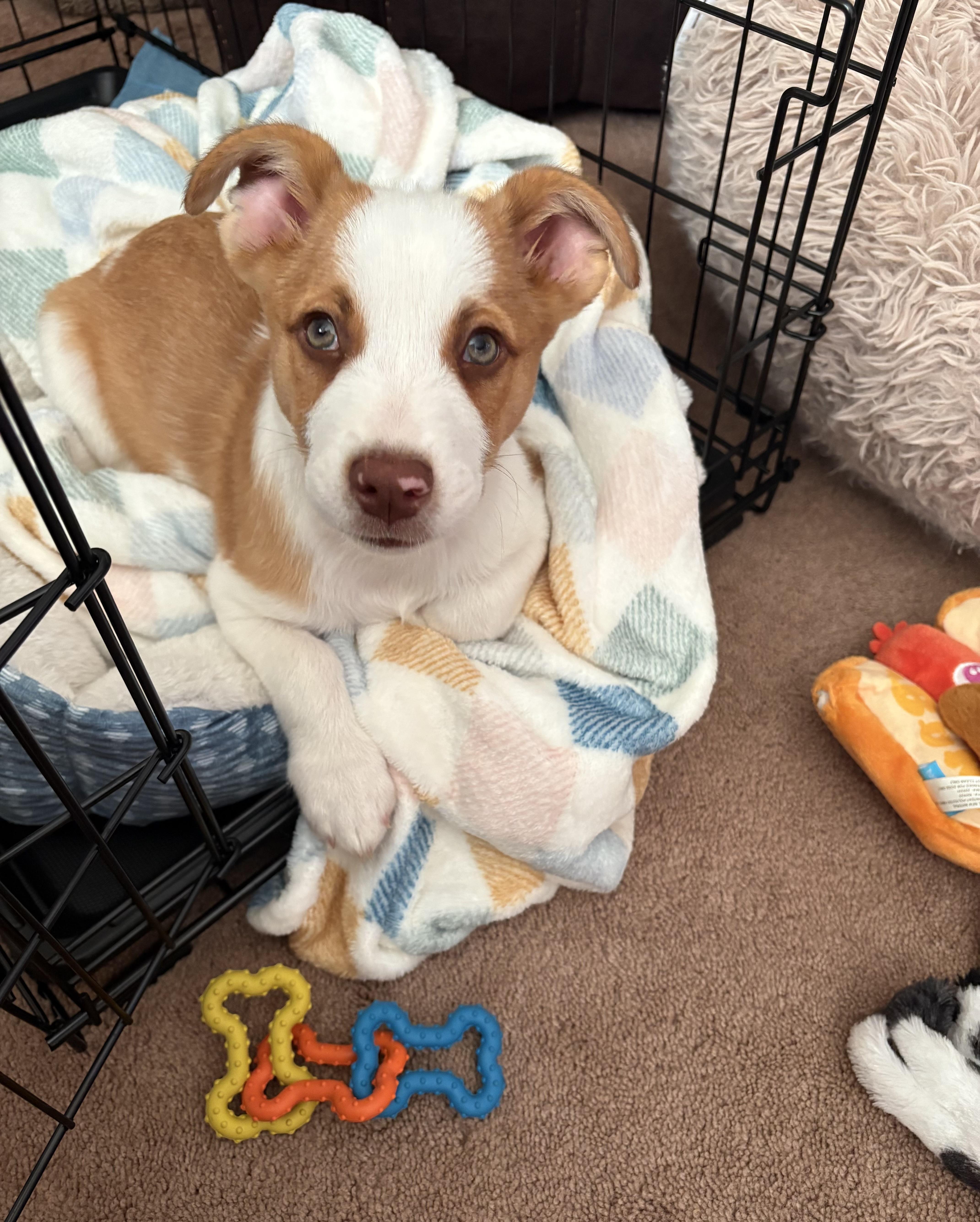 Enlarge Louie , a ADOPTABLE mixed breed in White Lake, MI image 5/6