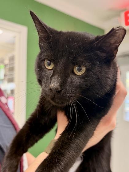 Enlarge Starburst, an adopted Domestic Short Hair in Athens, GA image 2/3