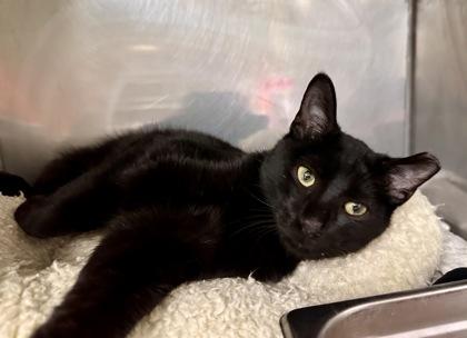 Enlarge Starburst, an adopted Domestic Short Hair in Athens, GA image 1/3