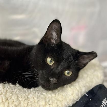 Enlarge Starburst, an adopted Domestic Short Hair in Athens, GA image 3/3