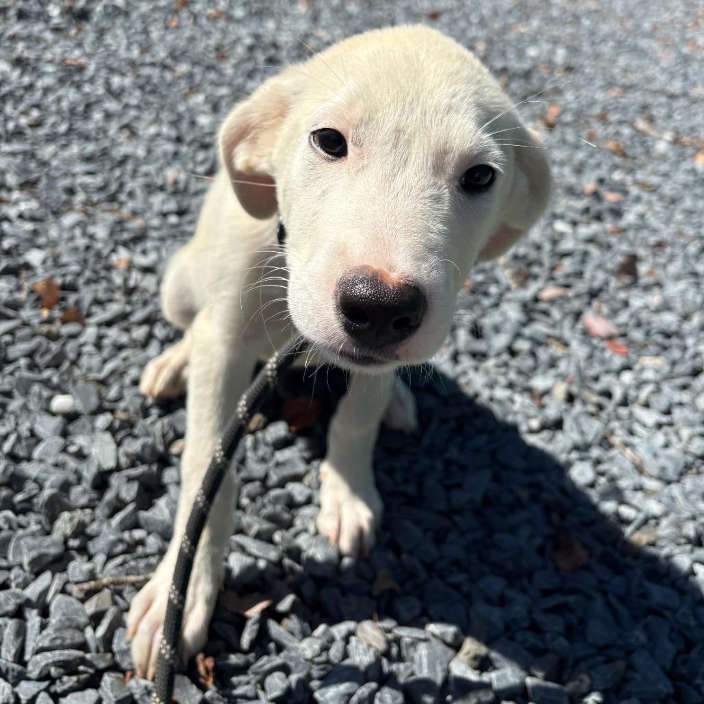 Enlarge Piglet, a Adoptable Mixed Breed in Mount Gilead, NC image 2/2