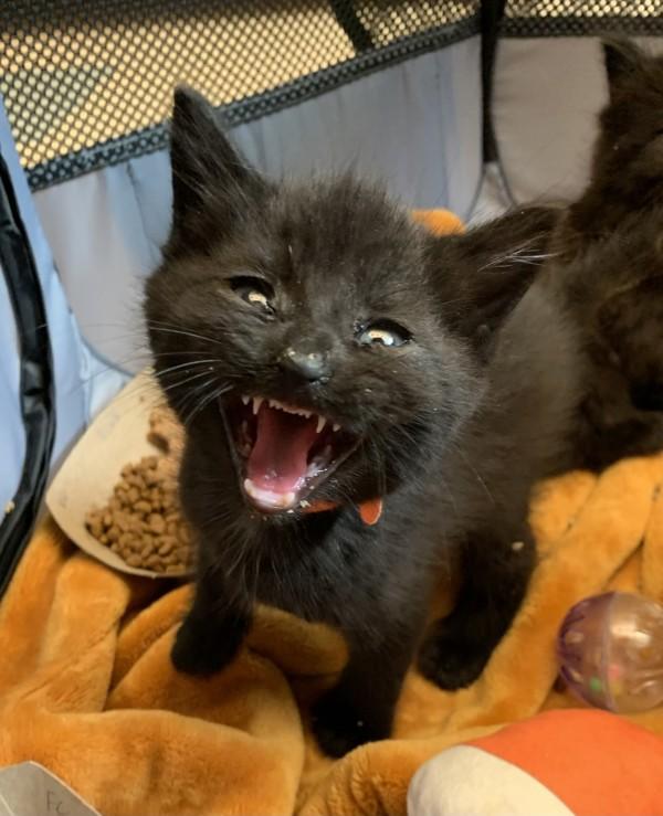Cousin Itt, Adoptable, Kitten Male Domestic Short Hair.