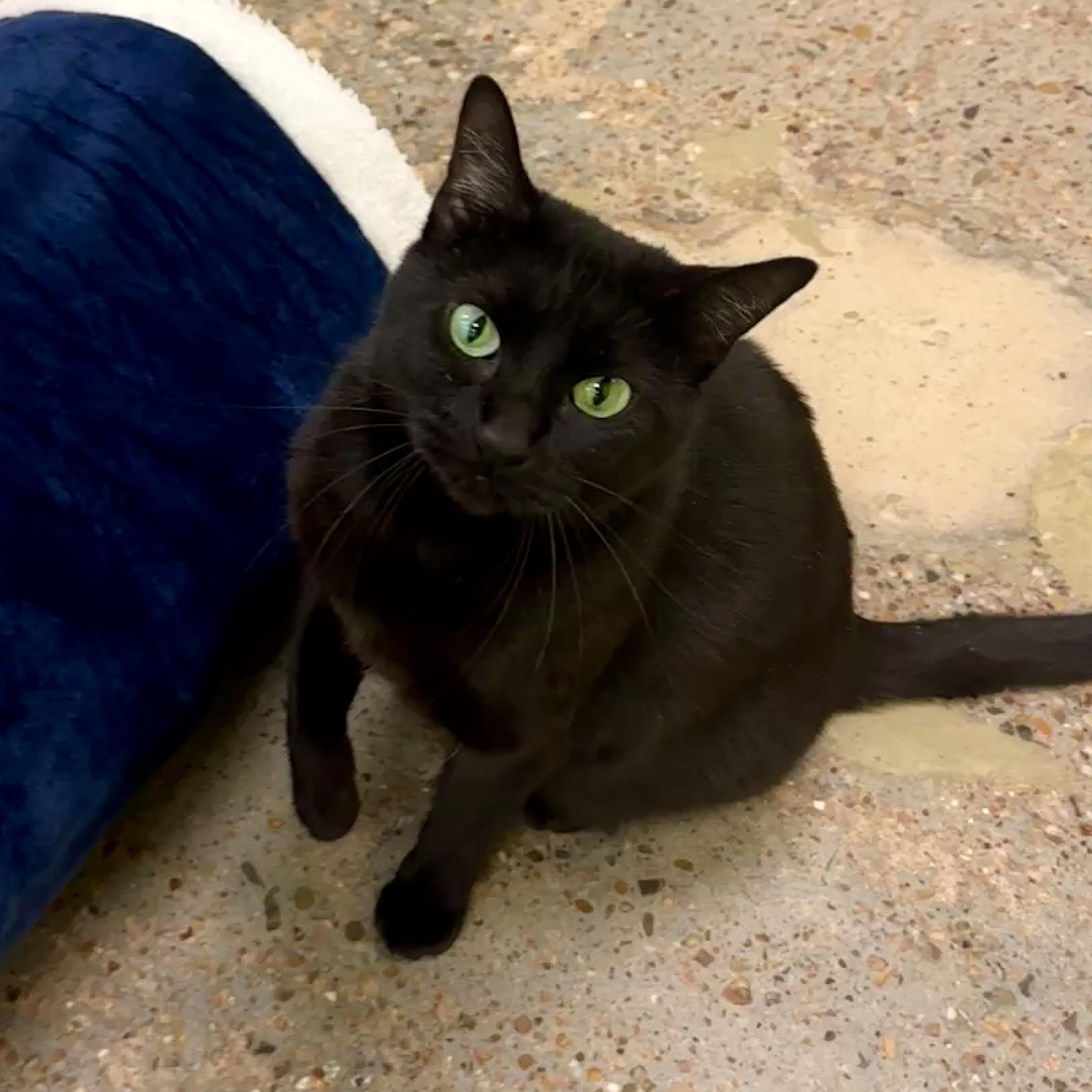 Enlarge Delilah (purr & elevator bum expert), an adopted mixed breed in Houston, TX image 2/6