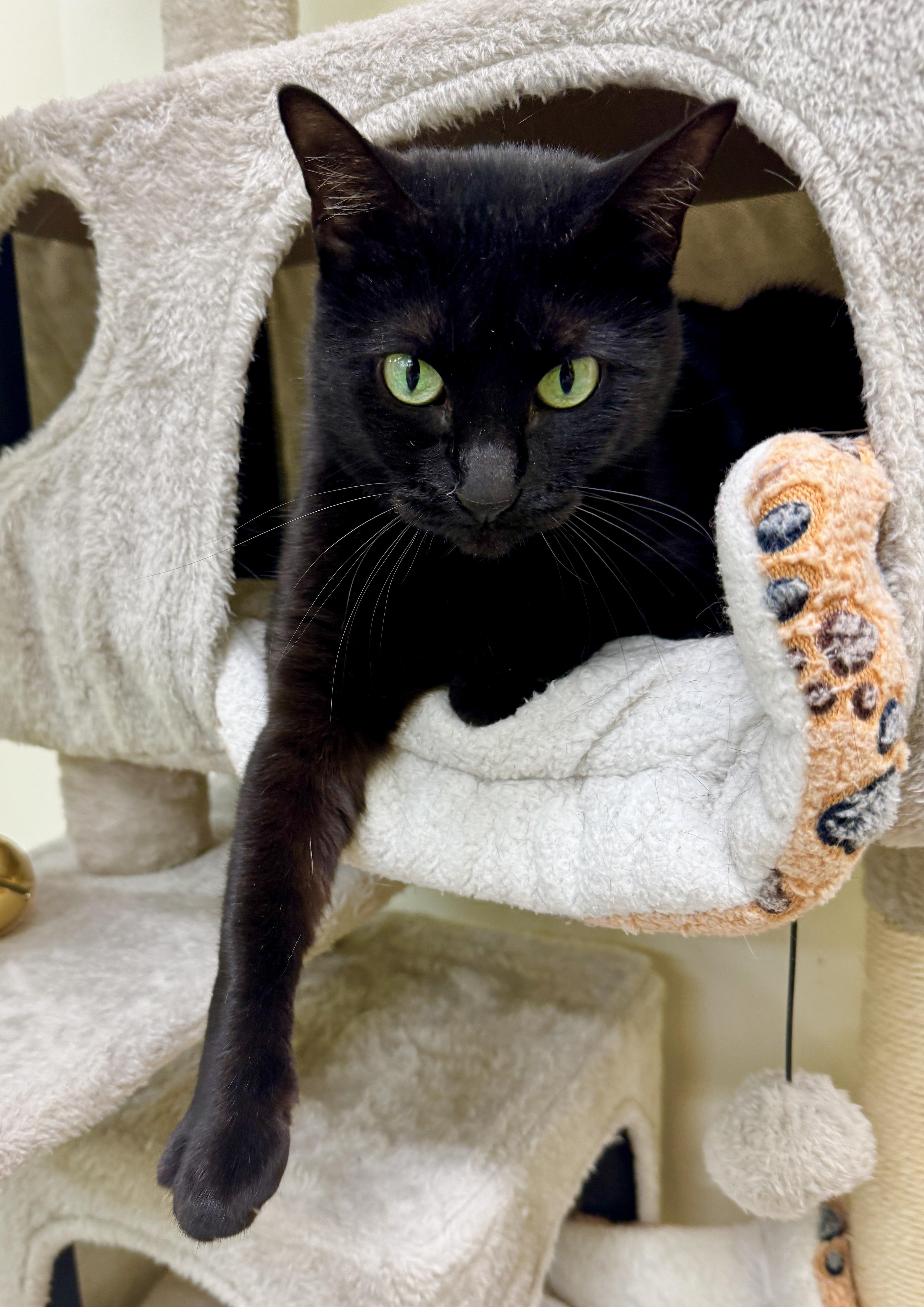 Enlarge Delilah (emerald eyes, plush purr, forever friend), a Adoptable mixed breed in Houston, TX image 5/6