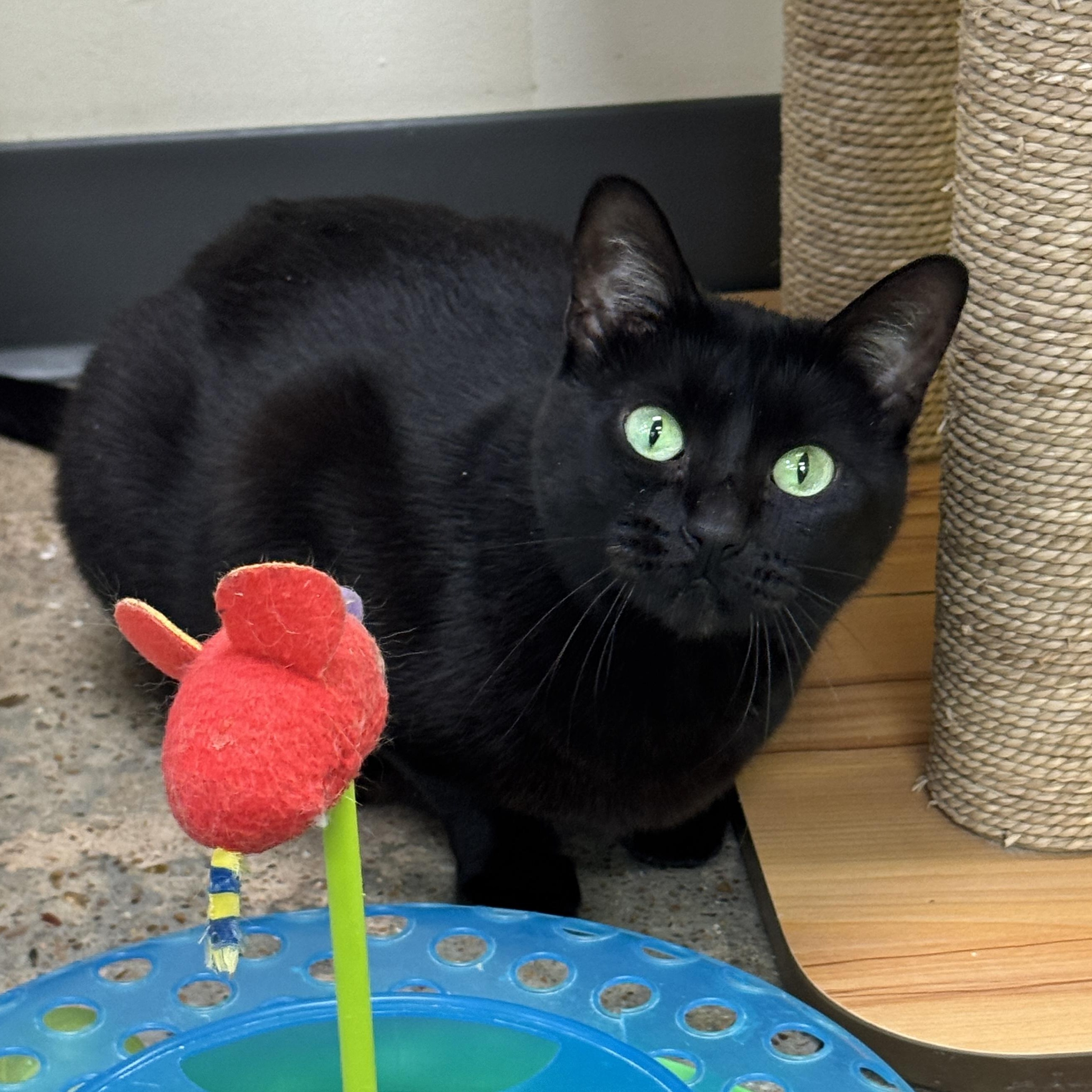 Enlarge Delilah (emerald eyes, plush purr, forever friend), a Adoptable mixed breed in Houston, TX image 3/6