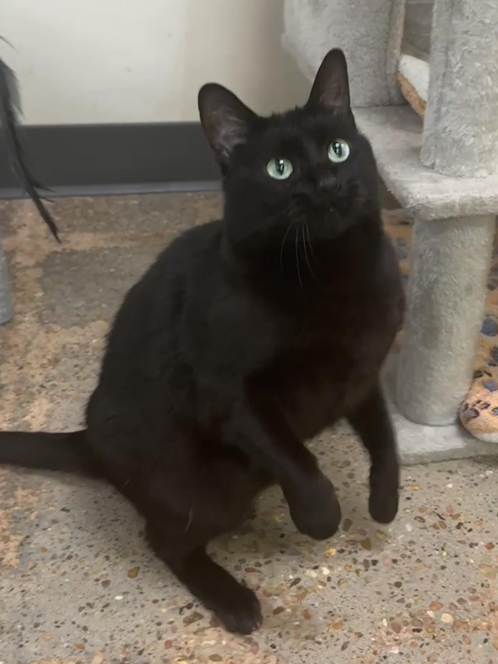 Enlarge Delilah (purr & elevator bum expert), an adopted mixed breed in Houston, TX image 5/6