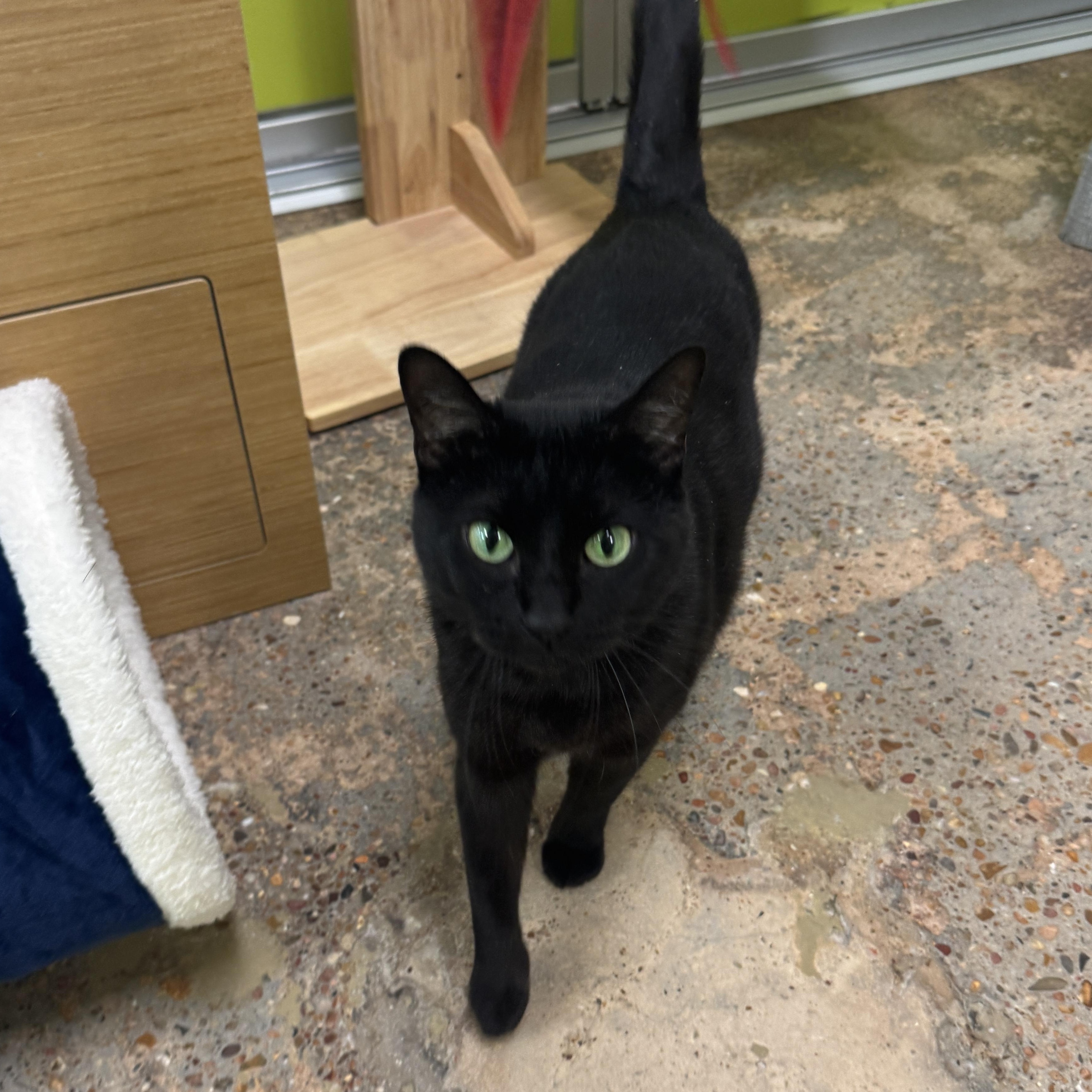 Enlarge Delilah (purr & elevator bum expert), an adopted mixed breed in Houston, TX image 3/6