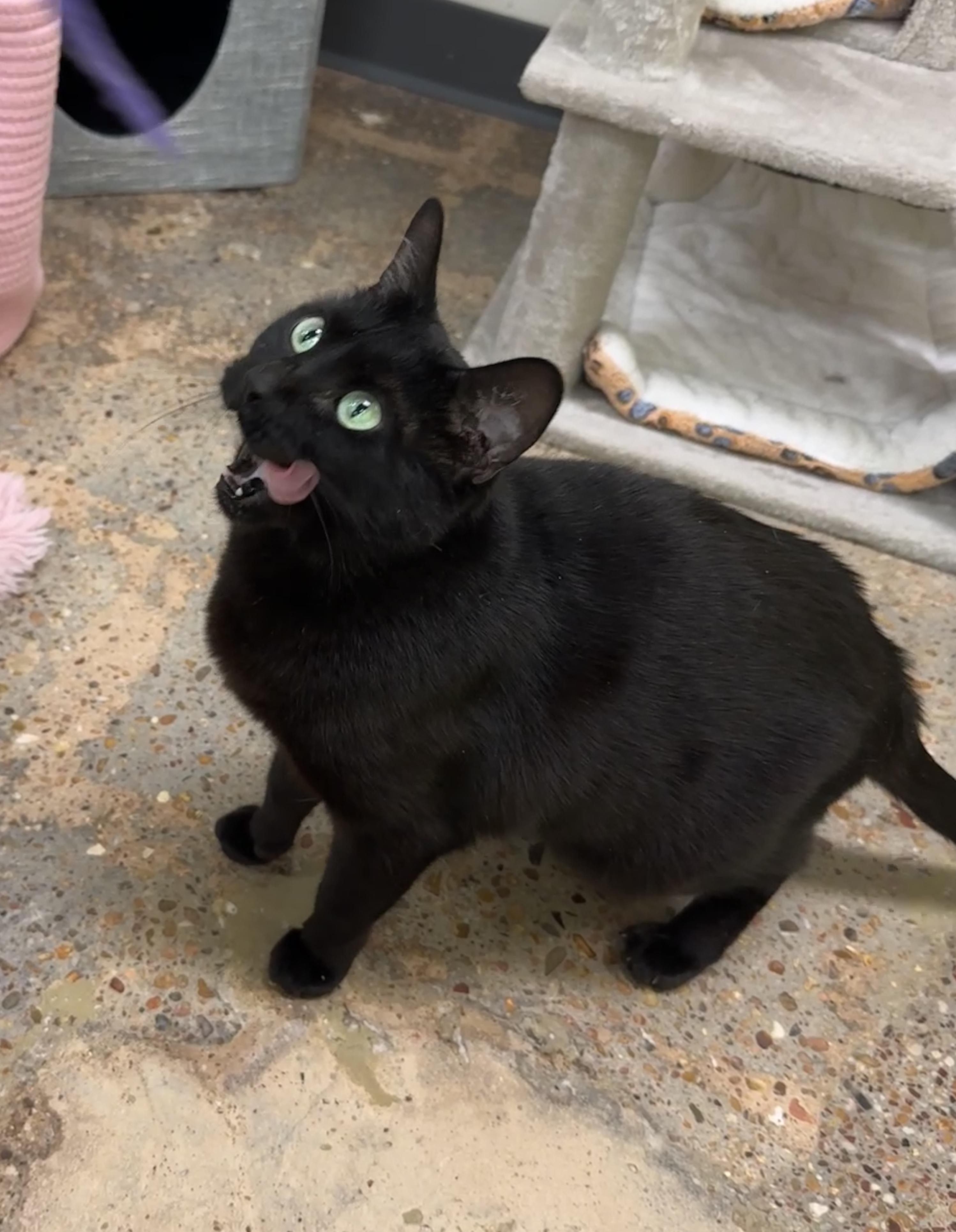 Enlarge Delilah (emerald eyes, plush purr, forever friend), a Adoptable mixed breed in Houston, TX image 4/6