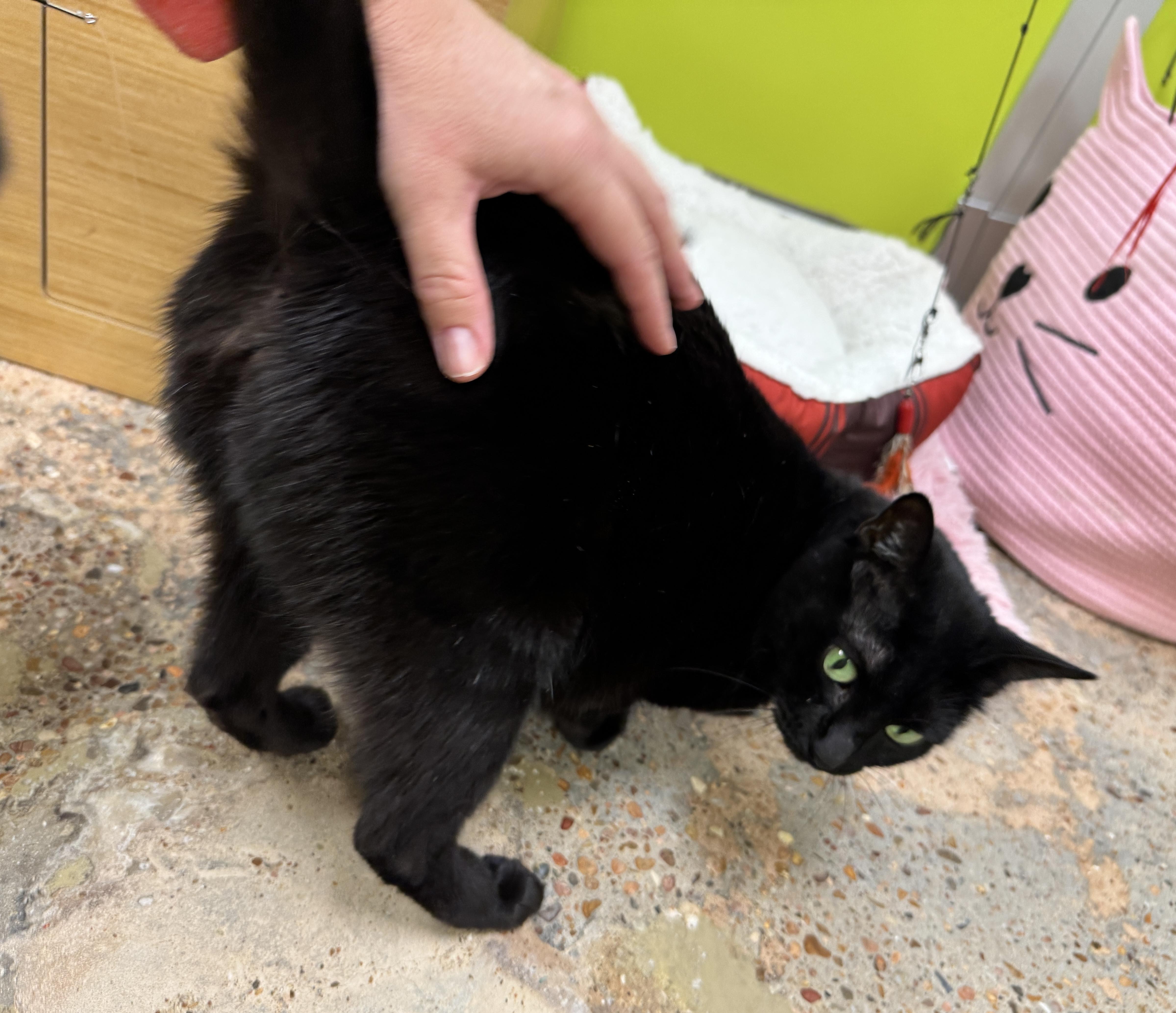 Delilah (emerald eyes, plush purr, forever friend), Adoptable, Adult Female Bombay & Domestic Short Hair.