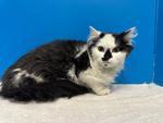 Serrano, adoptable, Young Female Domestic Long Hair.