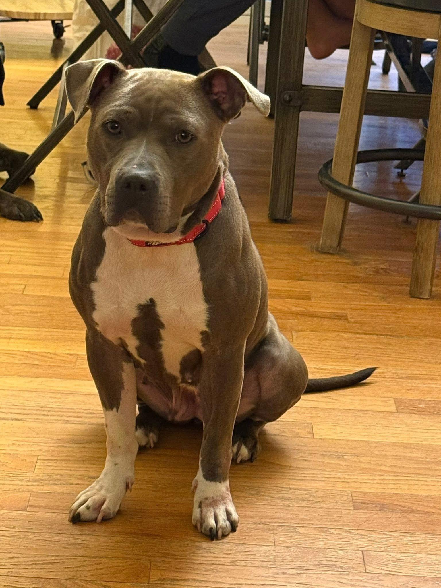 Emery, a Adoptable Pit Bull Terrier in Ossining, NY image 2/4