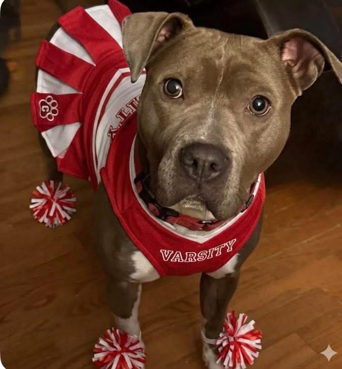 Enlarge Emery, a Adoptable Pit Bull Terrier in Ossining, NY image 1/5