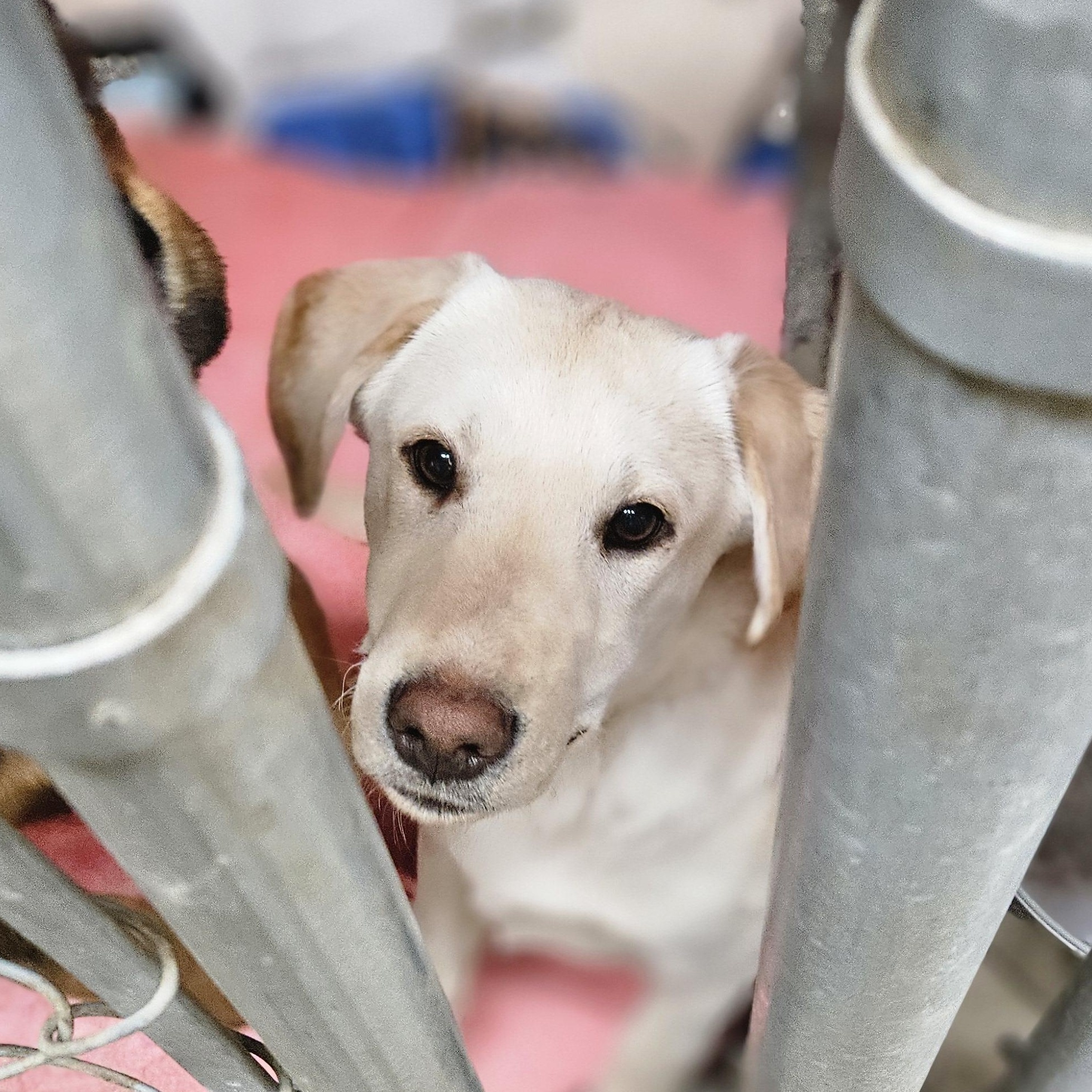 Fiona- Yellow Lab/ Shep Puppy!, an adopted mixed breed in Seattle, WA image 1/4