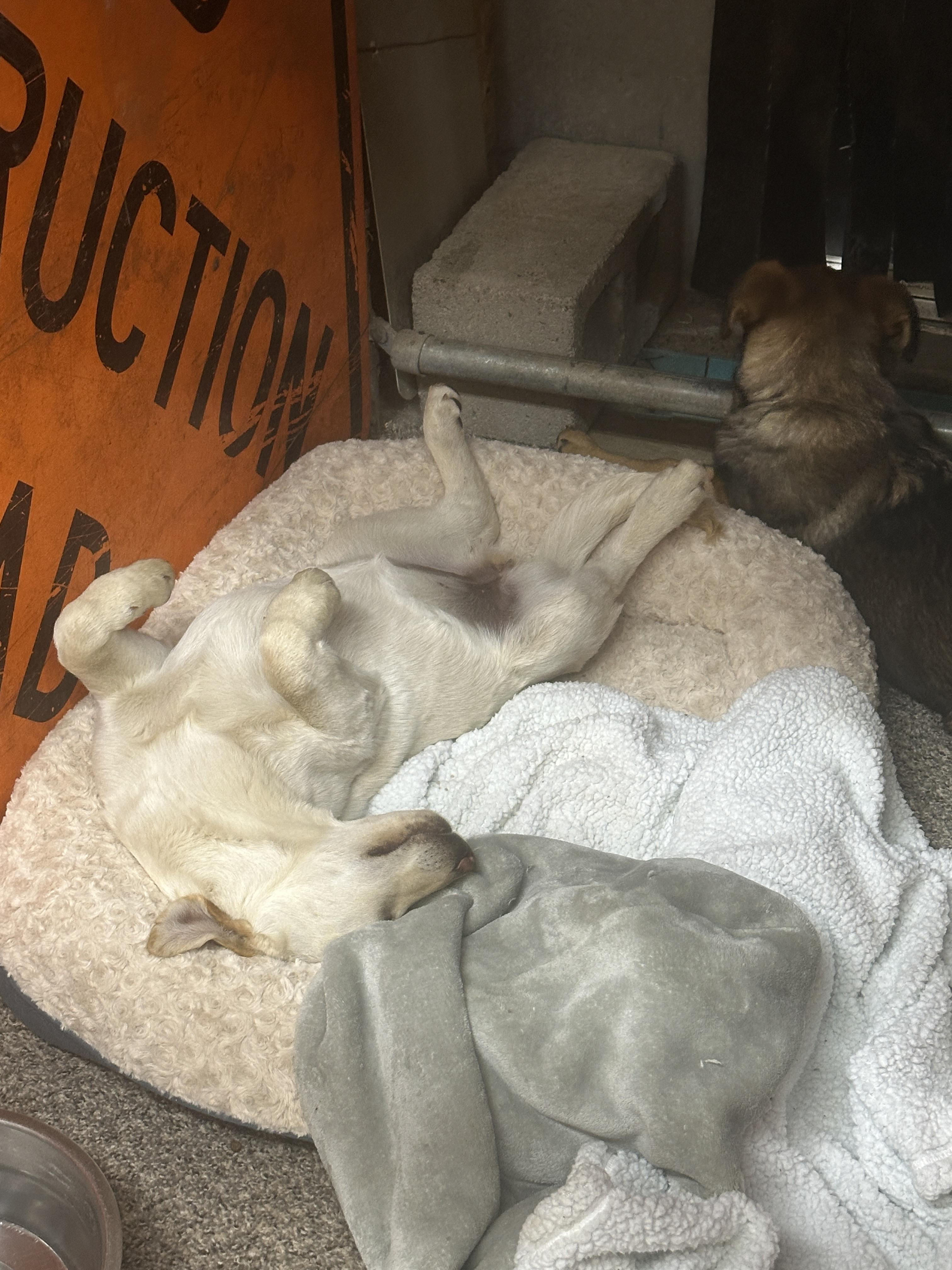 Fiona- Yellow Lab/ Shep Puppy!, an adopted mixed breed in Seattle, WA image 2/4