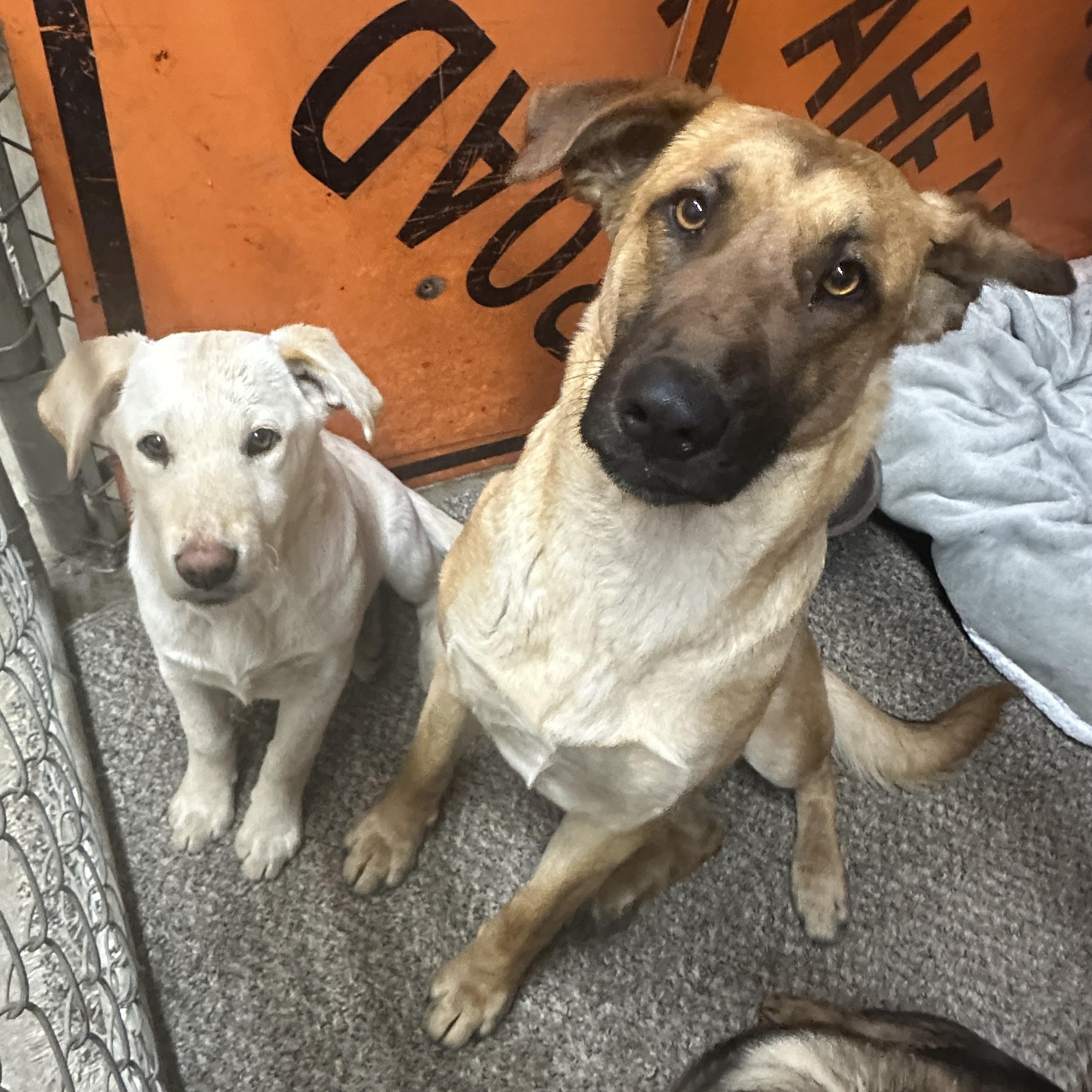 Fiona- Yellow Lab/ Shep Puppy!, an adopted mixed breed in Seattle, WA image 4/4