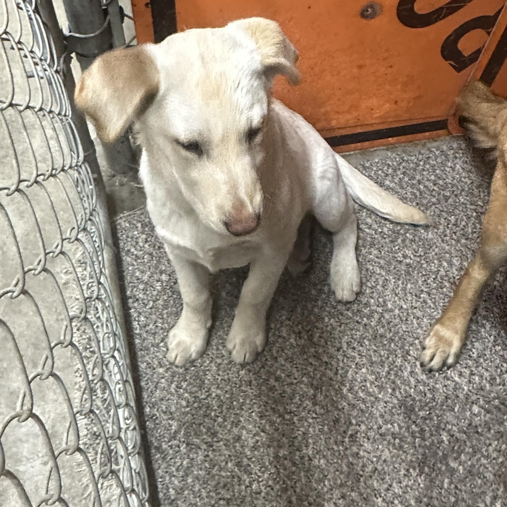 Fiona- Yellow Lab/ Shep Puppy!, an adopted mixed breed in Seattle, WA image 3/4