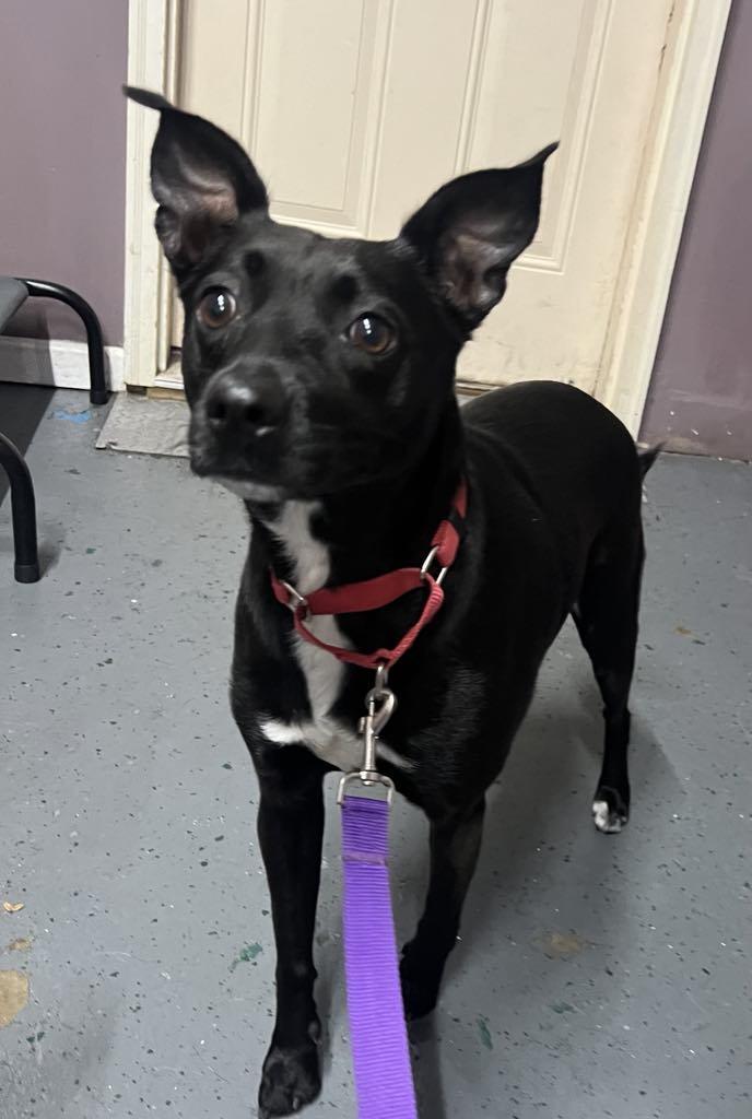 Aliyah- Adoption Fee Sponsored, Adoptable, Adult Female Rat Terrier & Basenji.