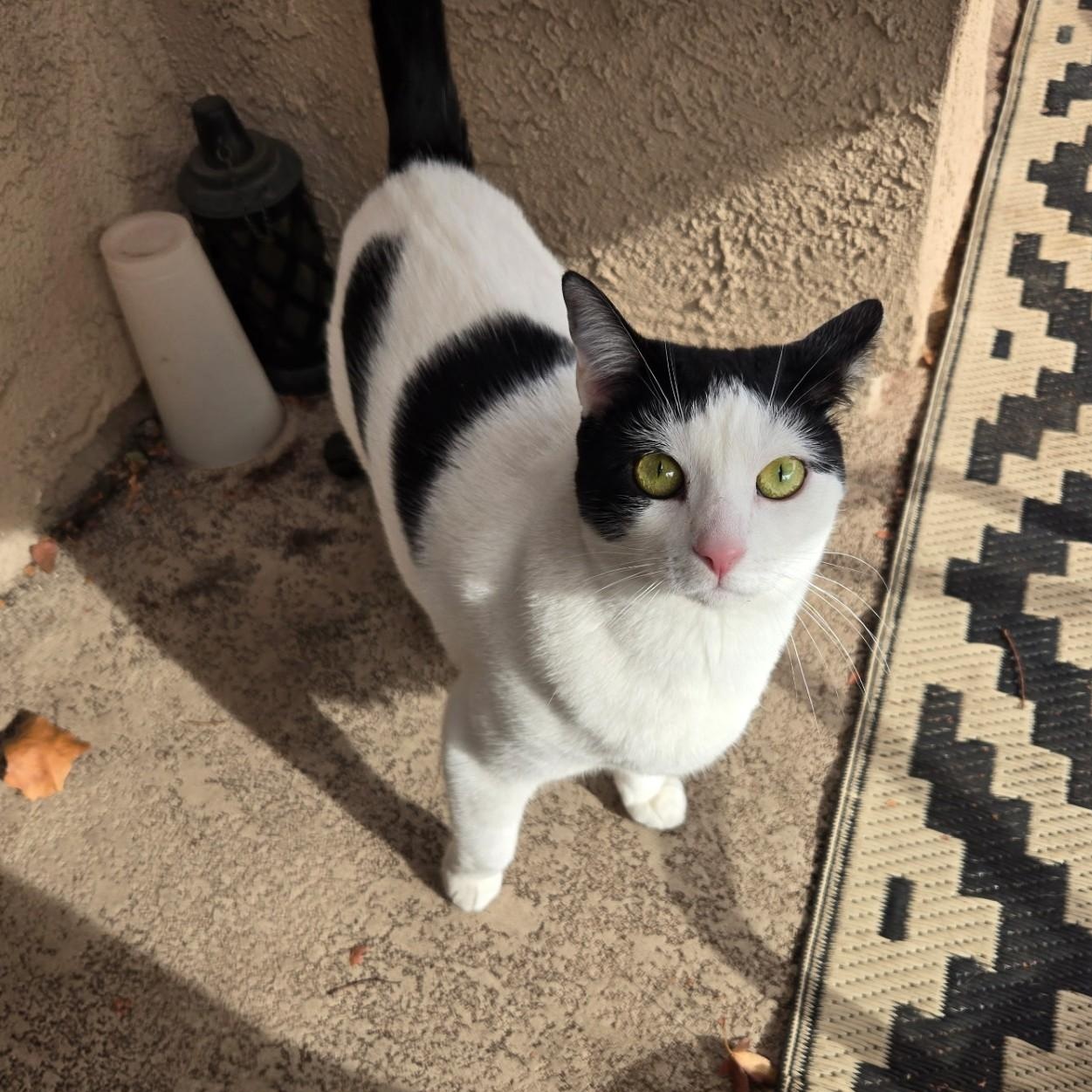 Domino