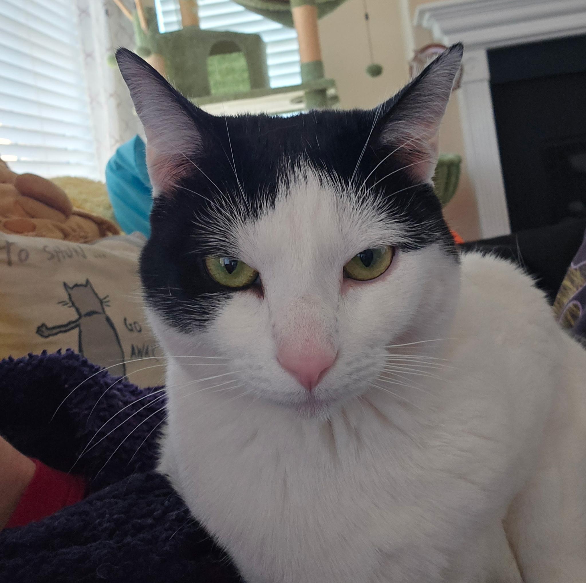 Domino
