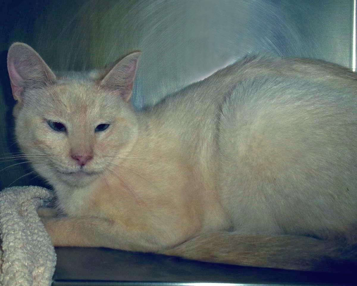 Boogie-Woogie (Working Cat), Adoptable, Adult Female Domestic Short Hair.