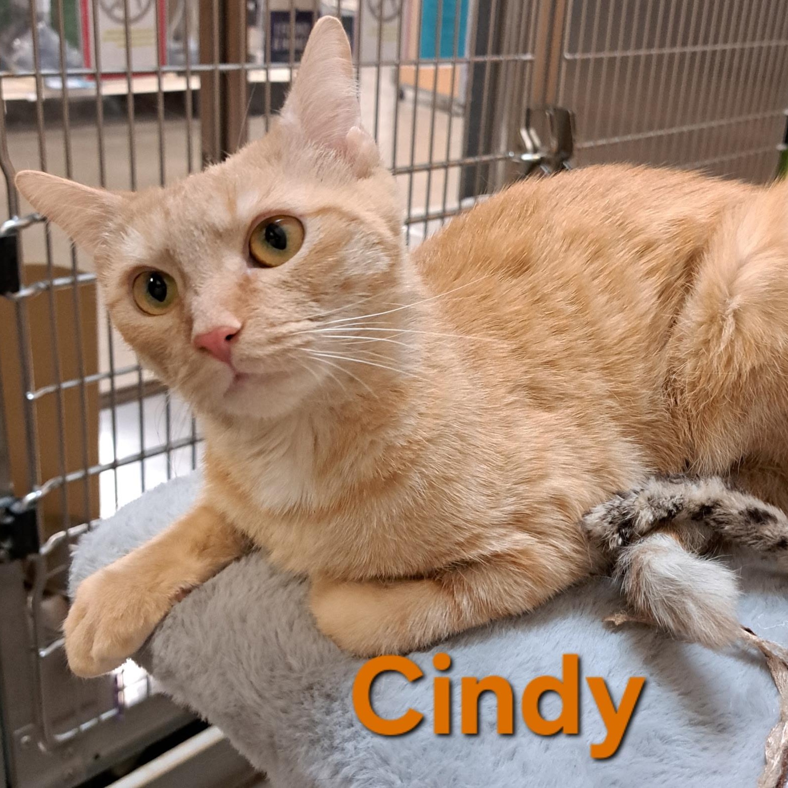 Cindy (call 602-692-1499 to meet Cindy), a Adoptable mixed breed in Phoenix, AZ image 1/2