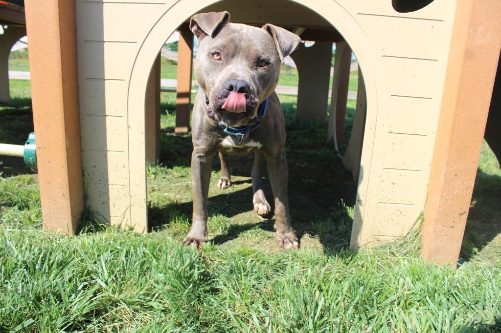 Enlarge Luke Skybarker, a ADOPTABLE Pit Bull Terrier in Chestertown, MD image 5/5