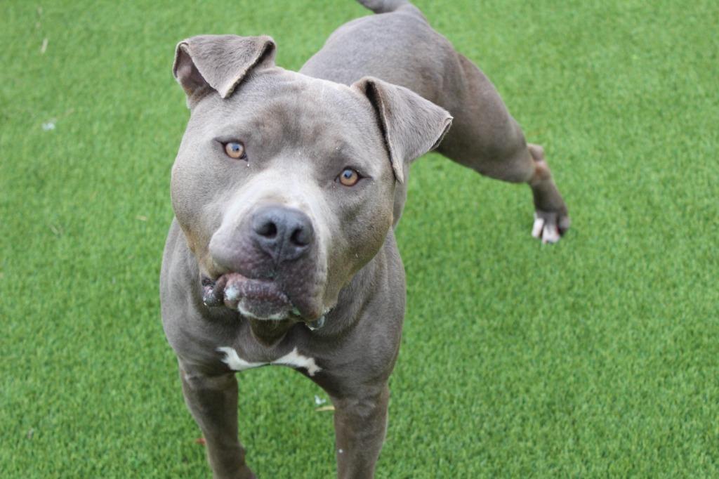 Enlarge Luke Skybarker, a ADOPTABLE Pit Bull Terrier in Chestertown, MD image 3/5