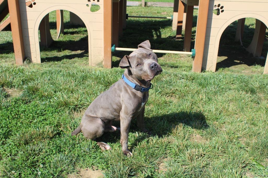 Enlarge Luke Skybarker, a ADOPTABLE Pit Bull Terrier in Chestertown, MD image 4/5