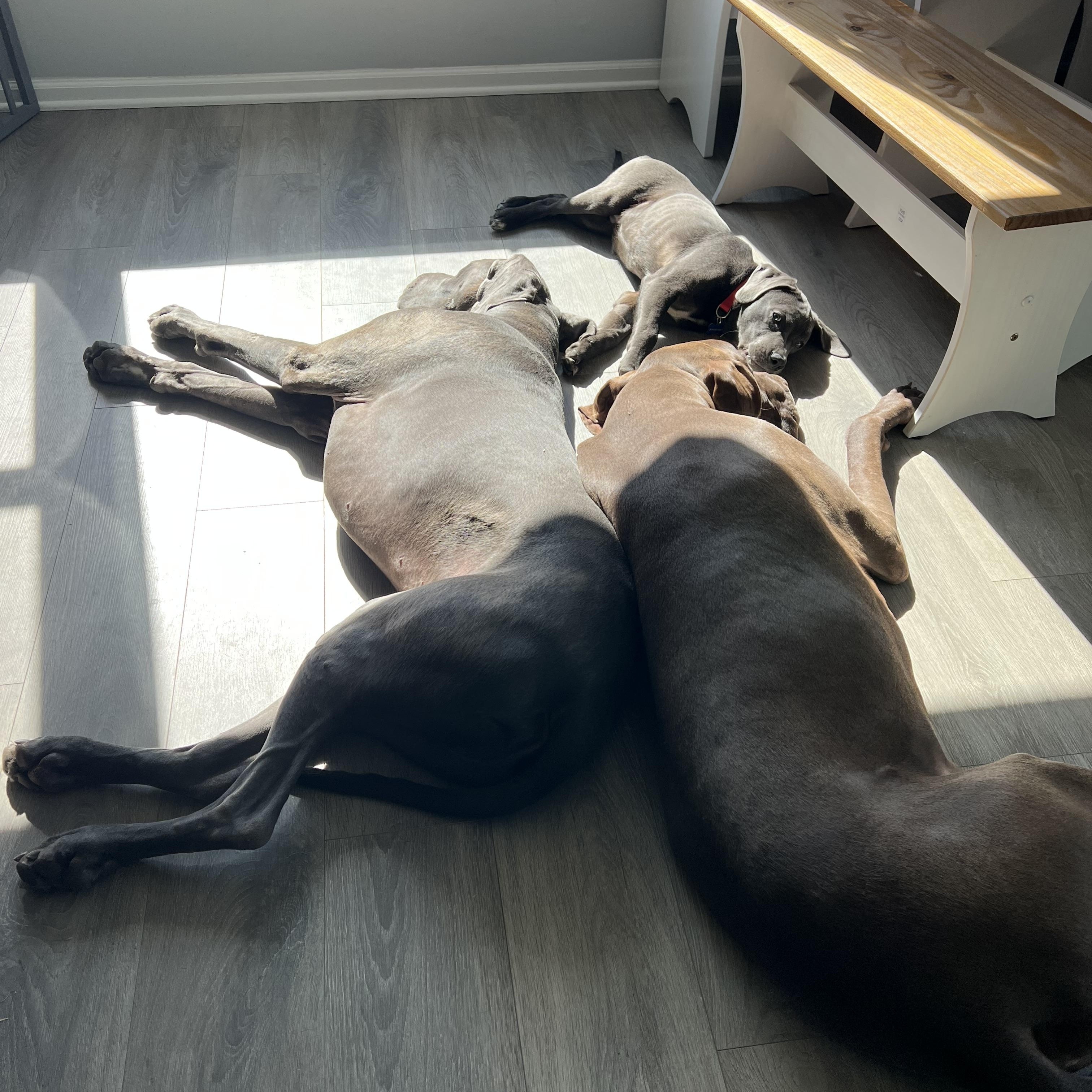 Enlarge Lenny, a ADOPTABLE mixed breed in Warrenville, IL image 3/6