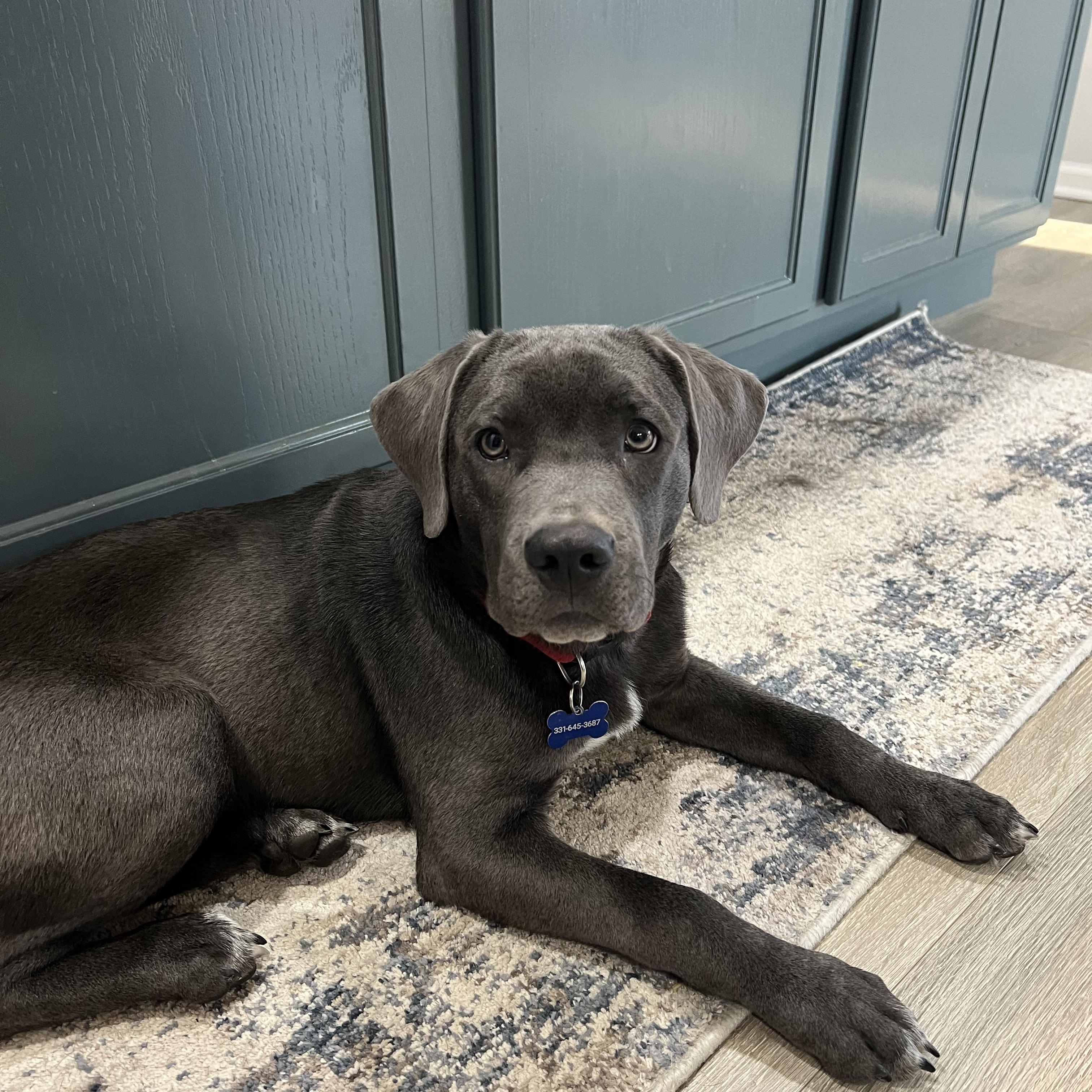 Lenny, adopted, Puppy Male Labrador Retriever & American Staffordshire Terrier.