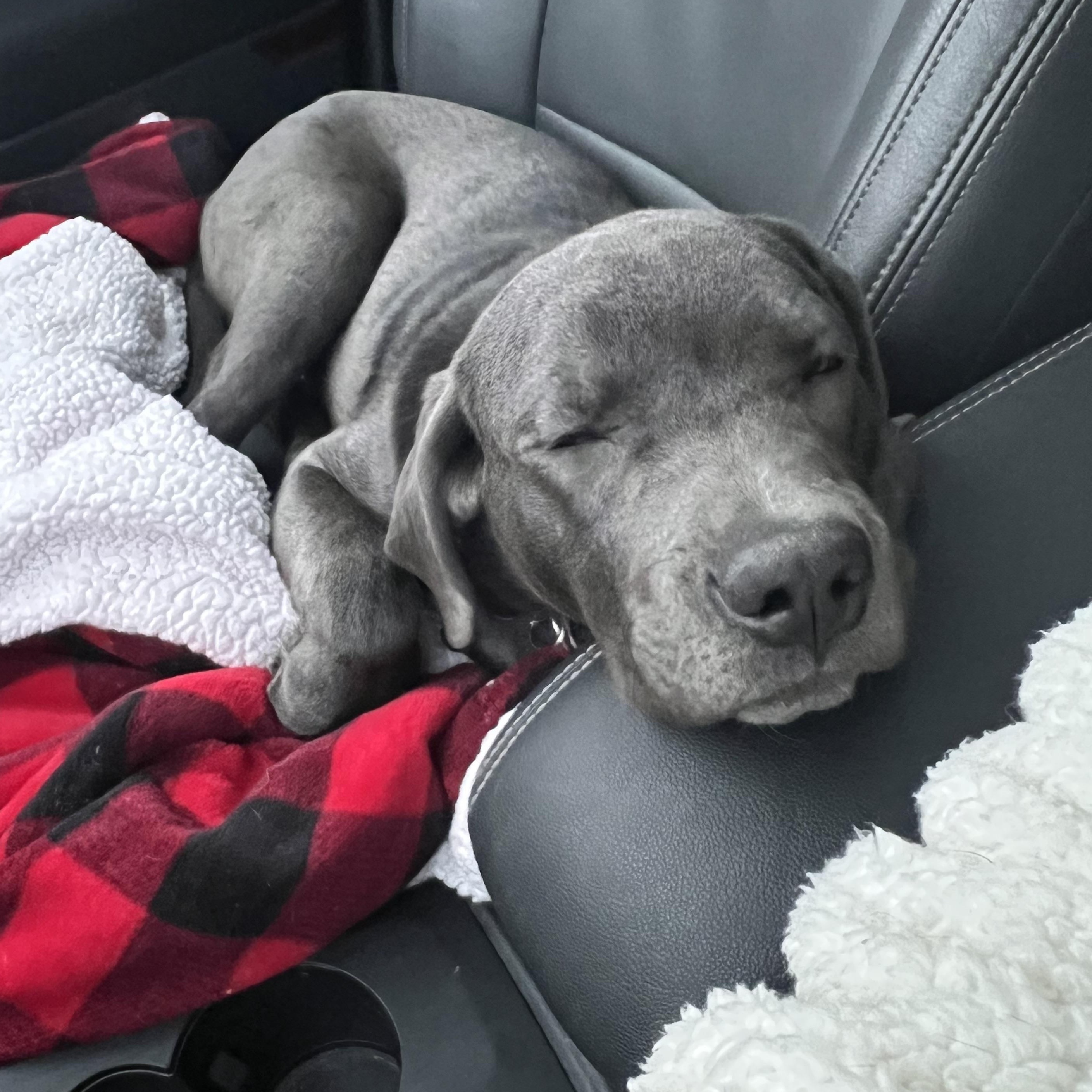 Enlarge Lenny, a ADOPTABLE mixed breed in Warrenville, IL image 5/6