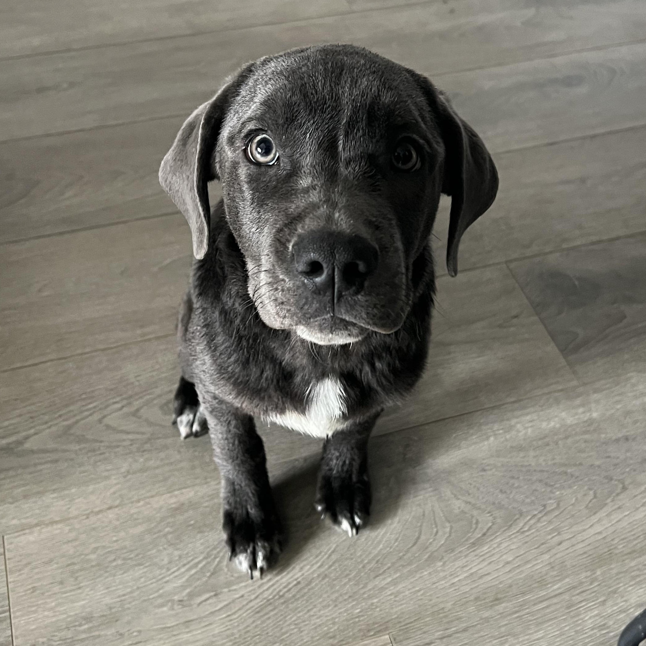 Lenny, ADOPTABLE, Puppy Male Labrador Retriever & American Staffordshire Terrier.