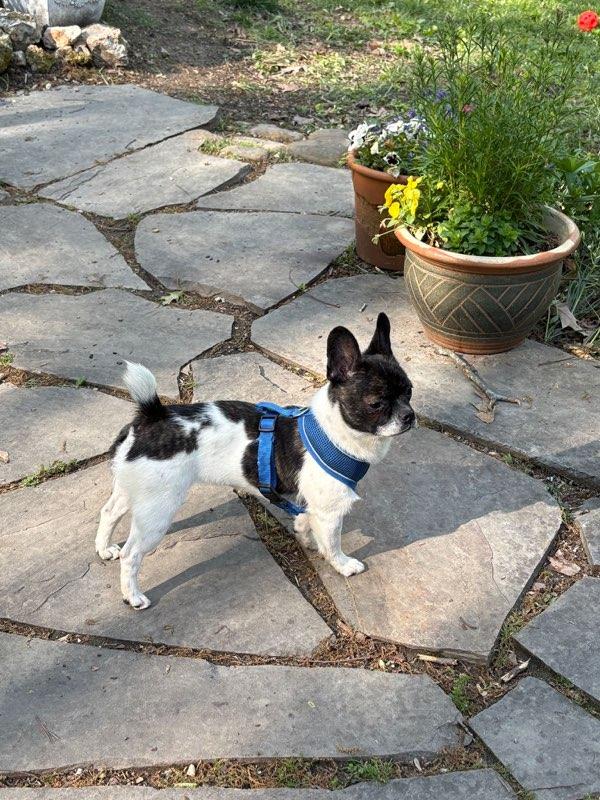 Enlarge Lunar , a ADOPTABLE mixed breed in Flintstone, GA image 2/4