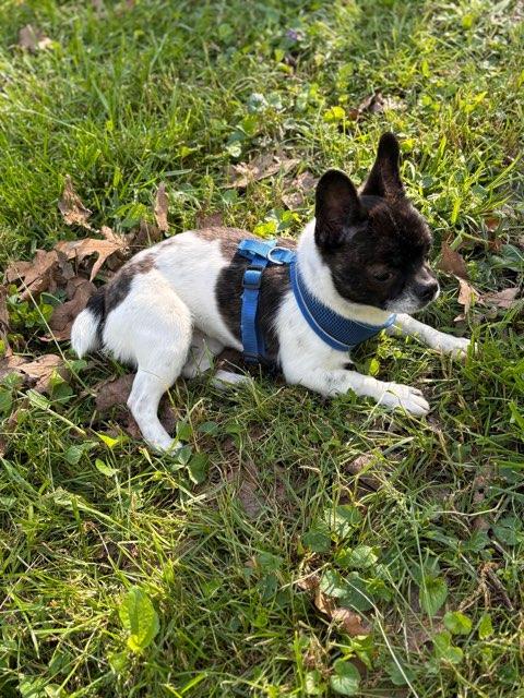 Enlarge Lunar , a ADOPTABLE mixed breed in Flintstone, GA image 3/4