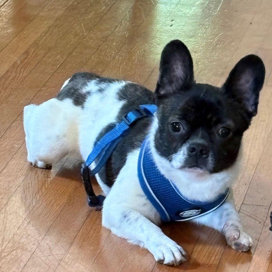 Lunar , ADOPTABLE, Adult Female French Bulldog & Chihuahua.