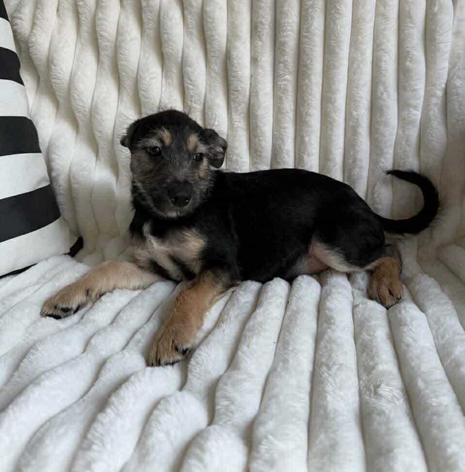 Rover Arriving thumbnail 2