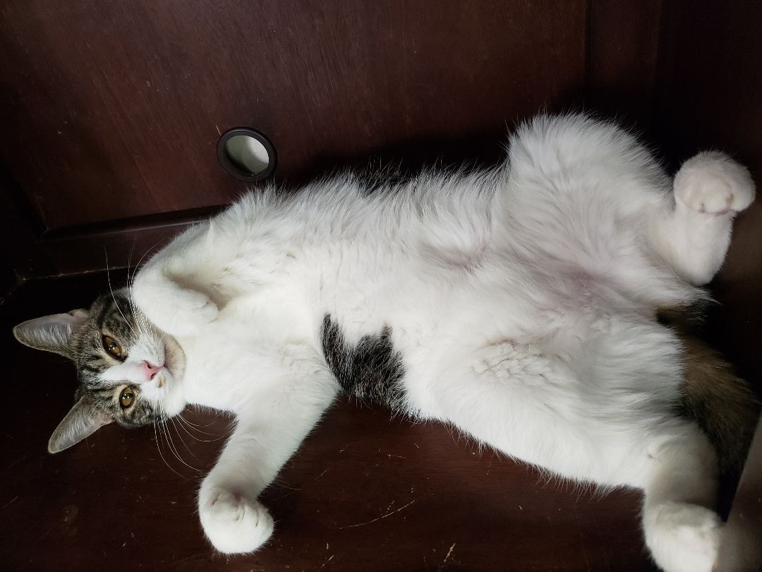 Enlarge Sharleen, a Adoptable mixed breed in Houston, TX image 8/12