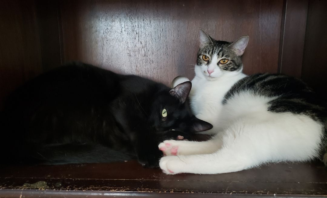 Enlarge Sharleen, a Adoptable mixed breed in Houston, TX image 9/12