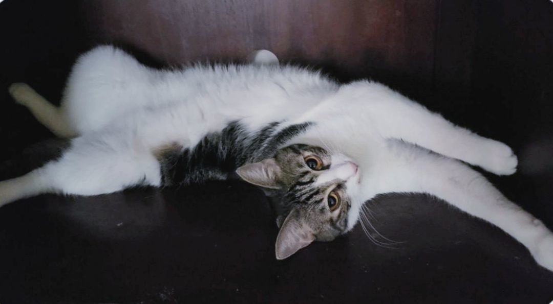 Enlarge Sharleen, a Adoptable mixed breed in Houston, TX image 10/12