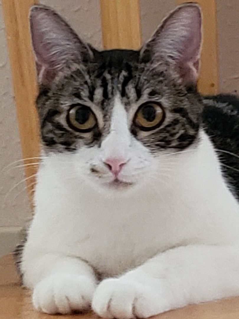 Enlarge Sharleen, a Adoptable mixed breed in Houston, TX image 11/12