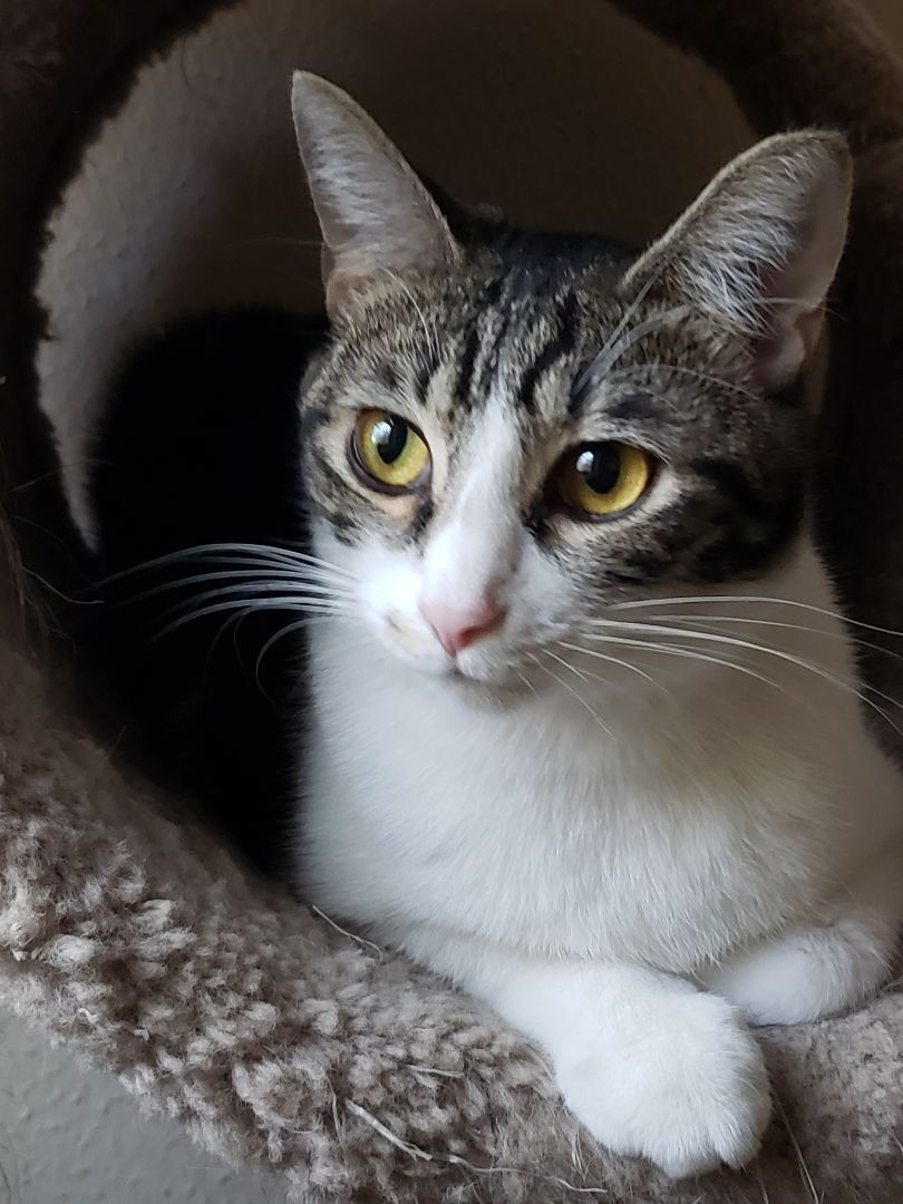 Sharleen, a Adoptable mixed breed in Houston, TX image 1/12